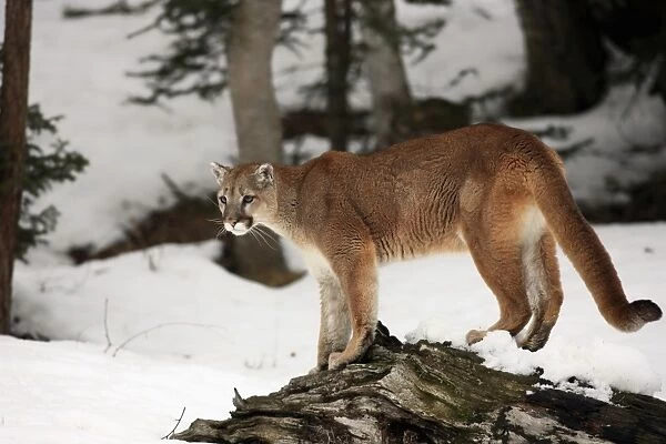 Puma (Felis concolor) adult, standing on log in snow, Montana, U. S. A. winter (captive)