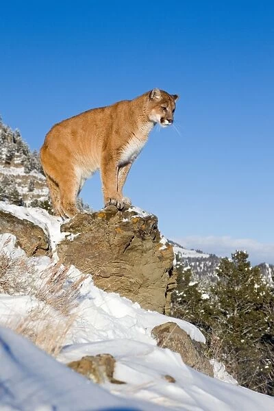 Puma (Felis concolor) adult, standing on rock in snow, Rocky Mountains, Montana, U. S. A. january (captive)