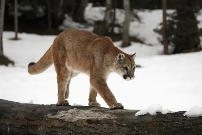 Framed Print : Puma (Felis concolor) adult, walking on log in snow, Montana, U. S. A. winter (captive)