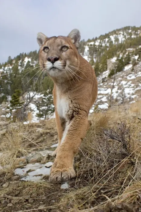 Framed Print : Puma (Felis concolor) adult, walking on slope with melting snow, Rocky Mountains, Montana, U. S. A. january (captive) Framed Print : Puma (Felis concolor) adult, walking on slope with melting snow, Rocky Mountains, Montana, U. S. A. january (captive)