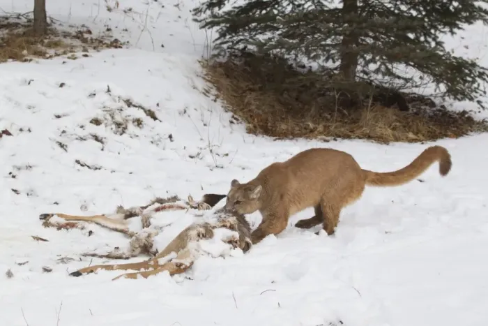 Framed Print : Puma (Puma concolor) adult, dragging remains of White-Tailed Deer (Odocoileus virginianus) Framed Print : Puma (Puma concolor) adult, dragging remains of White-Tailed Deer (Odocoileus virginianus)