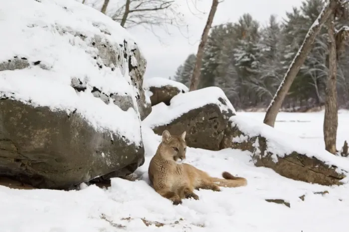 Framed Print : Puma (Puma concolor) adult, resting beside snow covered rocks, Minnesota, U. S. A. January (captive) Framed Print : Puma (Puma concolor) adult, resting beside snow covered rocks, Minnesota, U. S. A. January (captive)