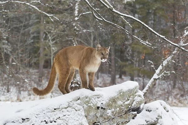 Puma (Puma concolor) adult, standing on snow covered rocks on woodland edge, Minnesota, U. S. A. January (captive)