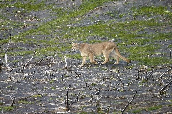 Puma (Puma concolor puma) adult, walking on area burnt during December 2011 great fire, Torres del Paine N. P