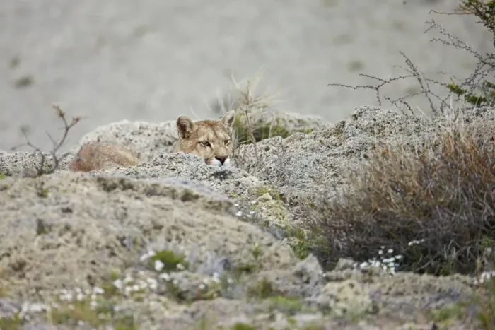 Framed Print : Puma (Puma concolor puma) adult female, resting amongst calcium carbonate rocks, Torres del Paine N. P