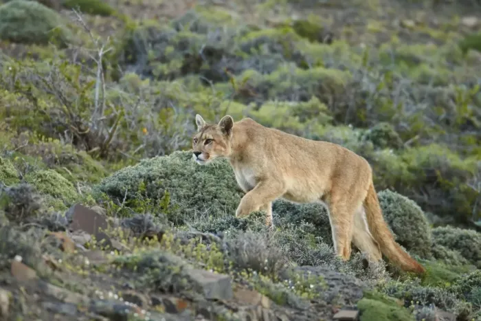 Framed Print : Puma (Puma concolor puma) adult female, walking on slope, Torres del Paine N. P. Southern Patagonia, Chile, November Framed Print : Puma (Puma concolor puma) adult female, walking on slope, Torres del Paine N. P. Southern Patagonia, Chile, November
