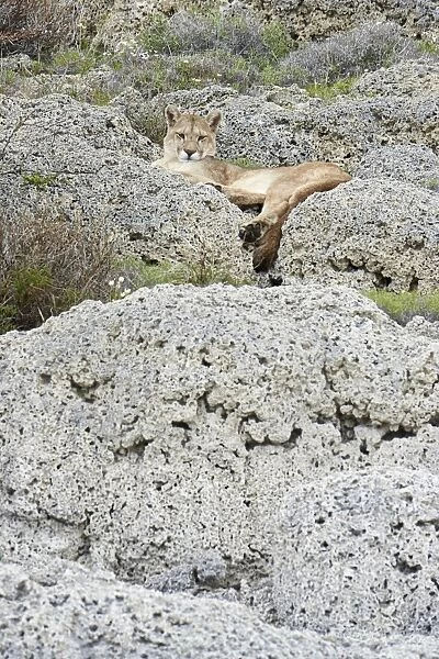 Puma (Puma concolor puma) adult female, resting on calcium carbonate rocks, Torres del Paine N. P