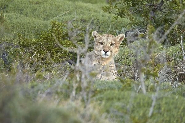Puma (Puma concolor puma) adult male, resting amongst vegetation, Torres del Paine N. P
