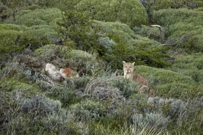 Framed Print : Puma (Puma concolor puma) adult male, sitting beside half-covered Guanaco (Lama guanicoe) kill, Torres del Paine N. P Framed Print : Puma (Puma concolor puma) adult male, sitting beside half-covered Guanaco (Lama guanicoe) kill, Torres del Paine N. P