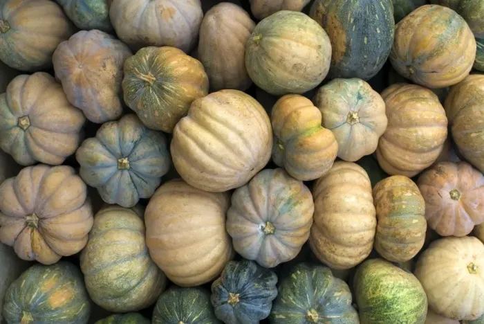 Framed Print : Pumpkin (Cucurbita sp. ) fruit, pile for sale in market, Madurai, Tamil Nadu, India Framed Print : Pumpkin (Cucurbita sp. ) fruit, pile for sale in market, Madurai, Tamil Nadu, India