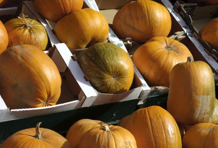 Framed Print : Pumpkin (Cucurbita sp. ) fruit, Halloween pumpkins for sale in shop, Bakewell, Derbyshire, England, october Framed Print : Pumpkin (Cucurbita sp. ) fruit, Halloween pumpkins for sale in shop, Bakewell, Derbyshire, England, october