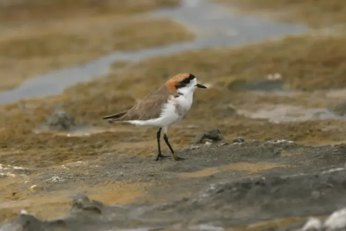 Framed Print : Puna Plover (Charadrius alticola) adult, standing on rock, Lauca N. P. Northern Chile, november