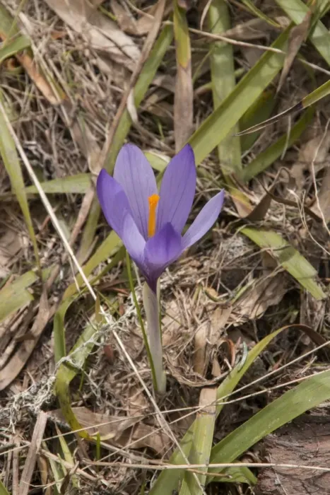 Framed Print : Purple Crocus growing in the mountains of Bulgaria Framed Print : Purple Crocus growing in the mountains of Bulgaria