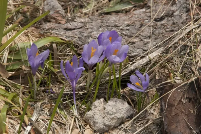 Framed Print : Purple Crocus growing in the mountains of Bulgaria Framed Print : Purple Crocus growing in the mountains of Bulgaria