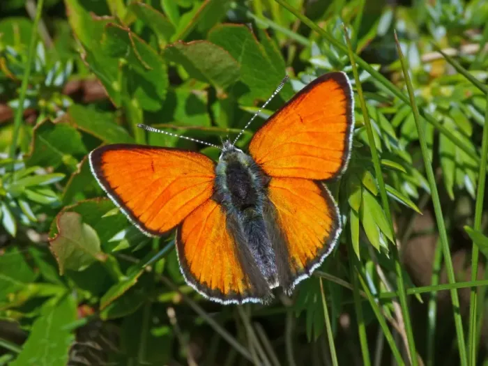 Framed Print : Purple-edged Copper (Lycaena hippothoe eurydame) adult male, in alpine meadow, Formazza Valley, Italian Alps, Piedmont Framed Print : Purple-edged Copper (Lycaena hippothoe eurydame) adult male, in alpine meadow, Formazza Valley, Italian Alps, Piedmont