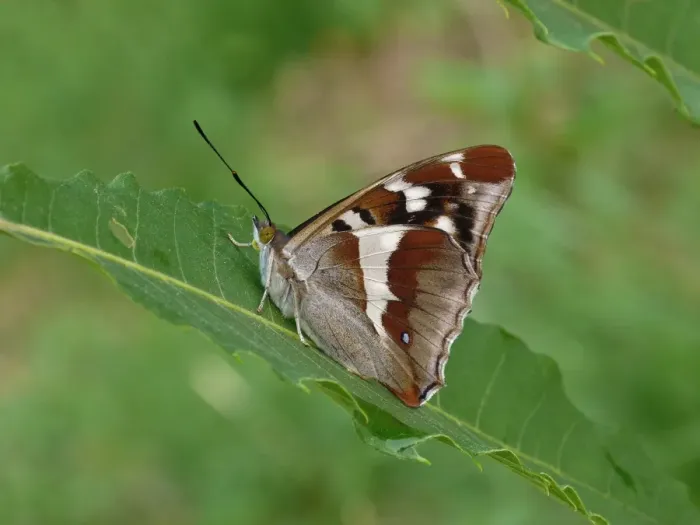 Framed Print : Purple Emperor (Apatura iris) adult, resting on Sweet Chestnut (Castanea sativa) leaf, Cannobina Valley, Italian Alps Framed Print : Purple Emperor (Apatura iris) adult, resting on Sweet Chestnut (Castanea sativa) leaf, Cannobina Valley, Italian Alps