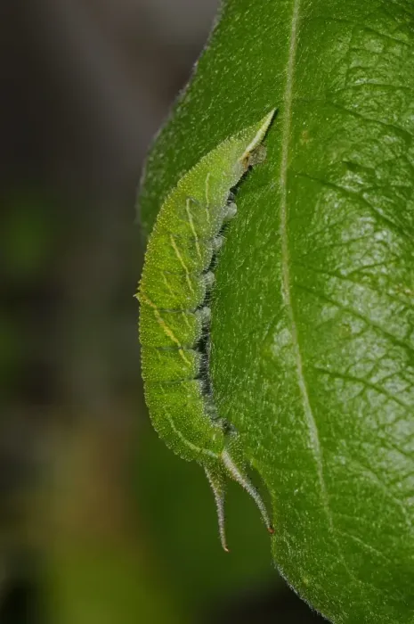 Framed Print : Purple Emperor (Apatura iris) larva, feeding on goat willow leaf, Oxfordshire, England, July Framed Print : Purple Emperor (Apatura iris) larva, feeding on goat willow leaf, Oxfordshire, England, July