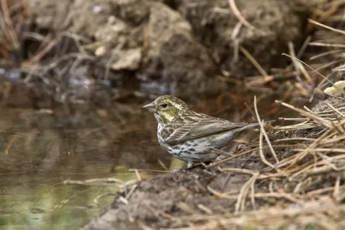 Framed Print : Purple Finch female at drinking pool - Utah America Framed Print : Purple Finch female at drinking pool - Utah America