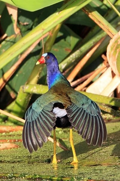 Purple Gallinule (Porphyrio martinicus) adult, with wings fanned out, Florida, U. S. A