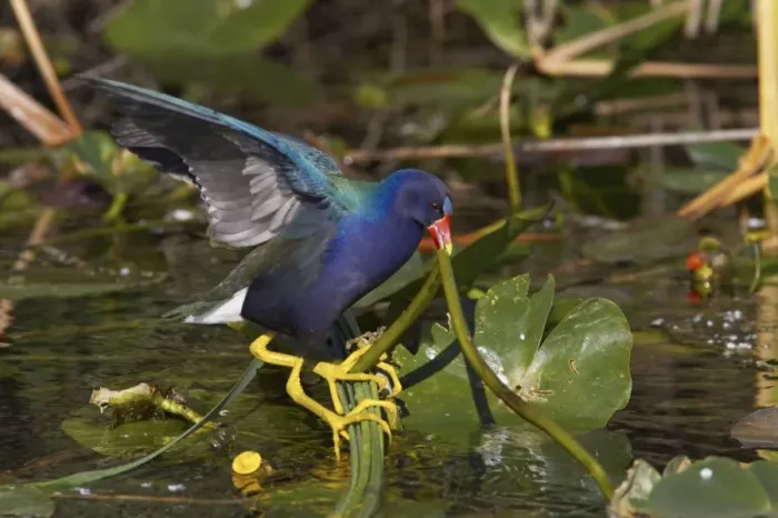 Framed Print : Purple Gallinule (Porphyrio martinicus) adult, feeding, pulling waterlily stem with beak, Shark Valley, Everglades N. P. Florida, U. S. A Framed Print : Purple Gallinule (Porphyrio martinicus) adult, feeding, pulling waterlily stem with beak, Shark Valley, Everglades N. P. Florida, U. S. A