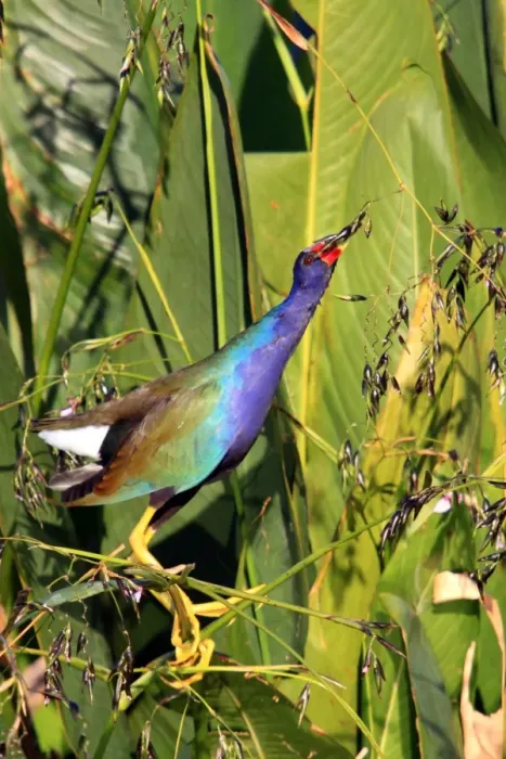 Framed Print : Purple Gallinule (Porphyrio martinicus) adult, feeding on Fireflag (Thalia geniculata) buds, Florida, U. S. A Framed Print : Purple Gallinule (Porphyrio martinicus) adult, feeding on Fireflag (Thalia geniculata) buds, Florida, U. S. A