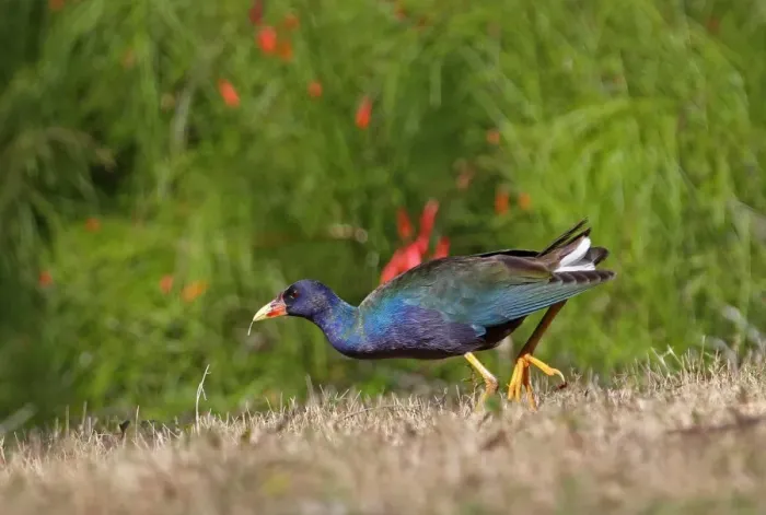 Framed Print : Purple Gallinule (Porphyrio martinicus) adult, first spring plumage, walking on grass, Zapata Peninsula Framed Print : Purple Gallinule (Porphyrio martinicus) adult, first spring plumage, walking on grass, Zapata Peninsula