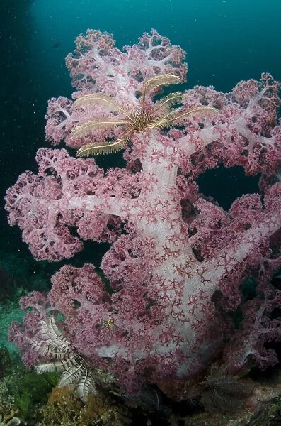 Purple Glomerate Tree Coral (Dendronephthya sp. ) and crinoids in reef, Horseshoe Bay, Nusa Kode, Rinca Island