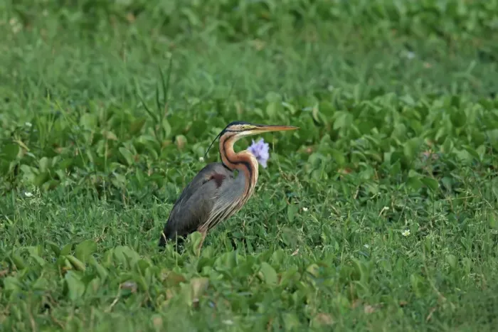 Framed Print : Purple Heron (Ardea purpurea) adult, standing amongst vegetation, Sri Lanka, February Framed Print : Purple Heron (Ardea purpurea) adult, standing amongst vegetation, Sri Lanka, February
