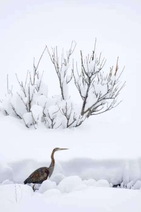 Framed Print : Purple Heron (Ardea purpurea) adult, walking in deep snow, migrant caught in bad weather, Great Caucasus, Caucasus Mountains, Georgia, april Framed Print : Purple Heron (Ardea purpurea) adult, walking in deep snow, migrant caught in bad weather, Great Caucasus, Caucasus Mountains, Georgia, april
