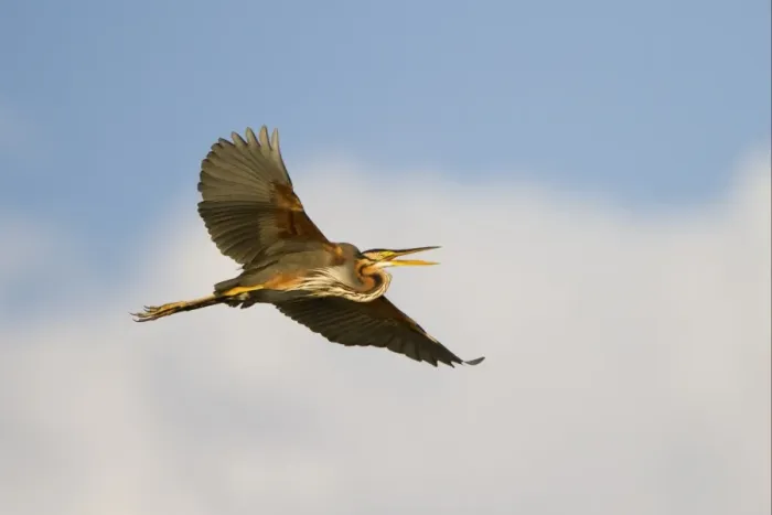 Framed Print : Purple Heron (Ardea purpurea) adult, in flight, Godikwe Lagoon, Okavango Delta, Botswana