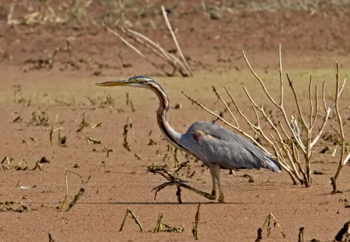 Framed Print : Purple Heron (Ardea purpurea) adult, wading in water, Northern India, january Framed Print : Purple Heron (Ardea purpurea) adult, wading in water, Northern India, january