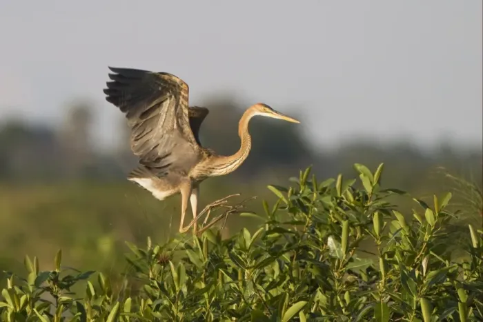 Framed Print : Purple Heron (Ardea purpurea) immature, in flight, landing in tree, Godikwe Lagoon, Okavango Delta, Botswana