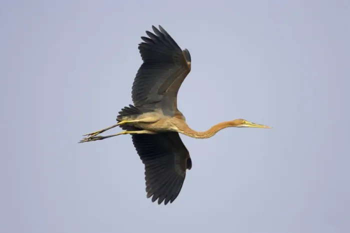 Framed Print : Purple Heron (Ardea purpurea) juvenile, in flight, Keoladeo Ghana N. P. (Bharatpur), Rajasthan, India Framed Print : Purple Heron (Ardea purpurea) juvenile, in flight, Keoladeo Ghana N. P. (Bharatpur), Rajasthan, India