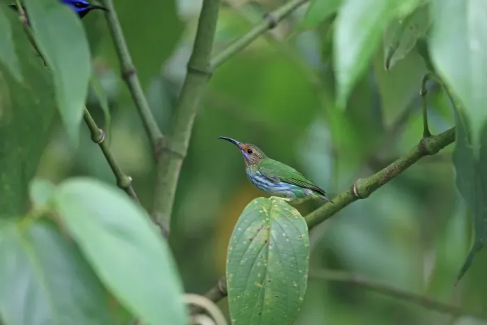 Framed Print : Purple Honeycreeper (Cyanerpes caeruleus) adult female, perched on leaf, Trinidad, Trinidad and Tobago, March