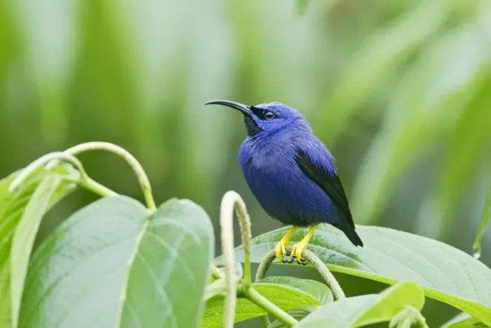 Framed Print : Purple Honeycreeper (Cyanerpes caeruleus) adult male, perched on flowerspike, Trinidad, Trinidad and Tobago, November Framed Print : Purple Honeycreeper (Cyanerpes caeruleus) adult male, perched on flowerspike, Trinidad, Trinidad and Tobago, November