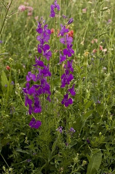 Purple Larkspur (Consolida orientalis) flowering, growing in cornfield, Anatolia, Turkey, July