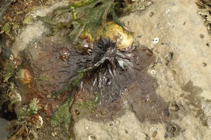 Framed Print : Purple Laver (Porphyra umbilicalis) on rock at low tide, Kimmeridge, Isle of Purbeck, Dorset, England, April