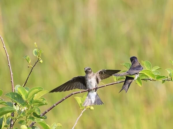 Purple Martin (Progne subis) two adult females, plucking leaf from twig, collecting nesting material, Florida, U. S. A