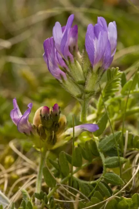Framed Print : Purple Milk-vetch (Astragalus danicus) flowering, Cranwich Camp, Breckland, Norfolk, England, may Framed Print : Purple Milk-vetch (Astragalus danicus) flowering, Cranwich Camp, Breckland, Norfolk, England, may