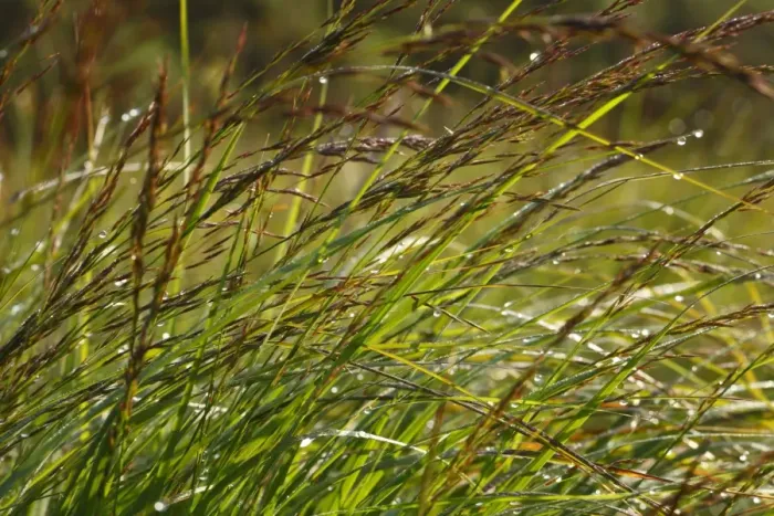 Framed Print : Purple Moor-grass (Molinia caerulea) flowering, Powys, Wales, july Framed Print : Purple Moor-grass (Molinia caerulea) flowering, Powys, Wales, july
