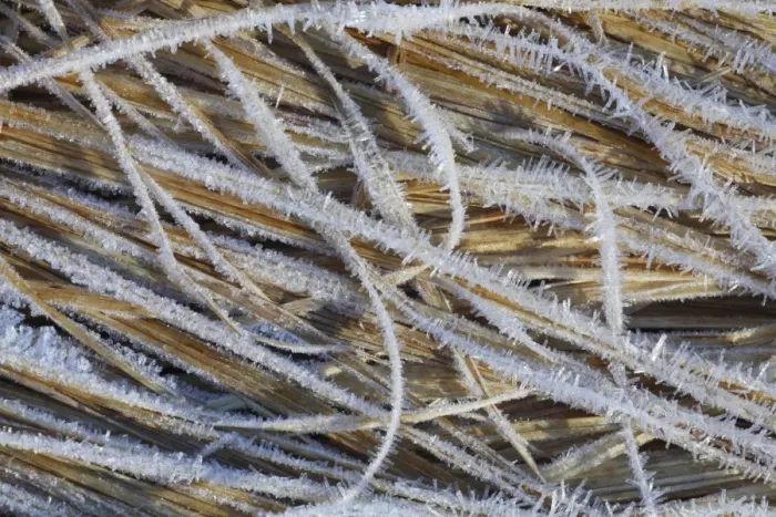 Framed Print : Purple Moor-grass (Molinia caerulea) hoar frost on dead leaves, Powys, Wales, november Framed Print : Purple Moor-grass (Molinia caerulea) hoar frost on dead leaves, Powys, Wales, november