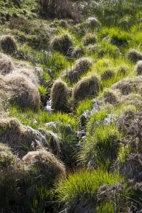 Framed Print : Purple Moor-grass (Molinia caerulea) tussocks, Powys, Wales, May Framed Print : Purple Moor-grass (Molinia caerulea) tussocks, Powys, Wales, May