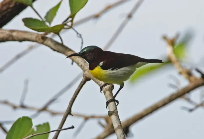 Framed Print : Purple-rumped Sunbird (Leptocoma zeylonica zeylonica) endemic race, adult male, perched on twig, Sri Lanka, december Framed Print : Purple-rumped Sunbird (Leptocoma zeylonica zeylonica) endemic race, adult male, perched on twig, Sri Lanka, december