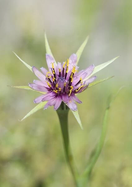 Purple Salsify (Tragopogon porrifolius) close-up of flower, Lesvos, Greece, may