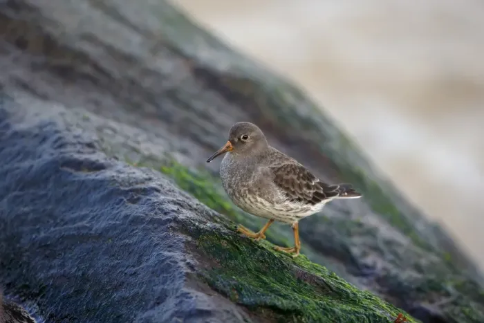 Framed Print : Purple Sandpiper (Calidris maritima) adult, non-breeding plumage, standing on coastal rock, Norfolk, England, December