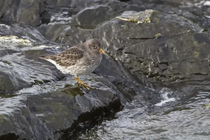 Framed Print : Purple Sandpiper (Calidris maritima) adult, winter plumage, standing on wet rocks, Bangor, County Down, Northern Ireland, february Framed Print : Purple Sandpiper (Calidris maritima) adult, winter plumage, standing on wet rocks, Bangor, County Down, Northern Ireland, february