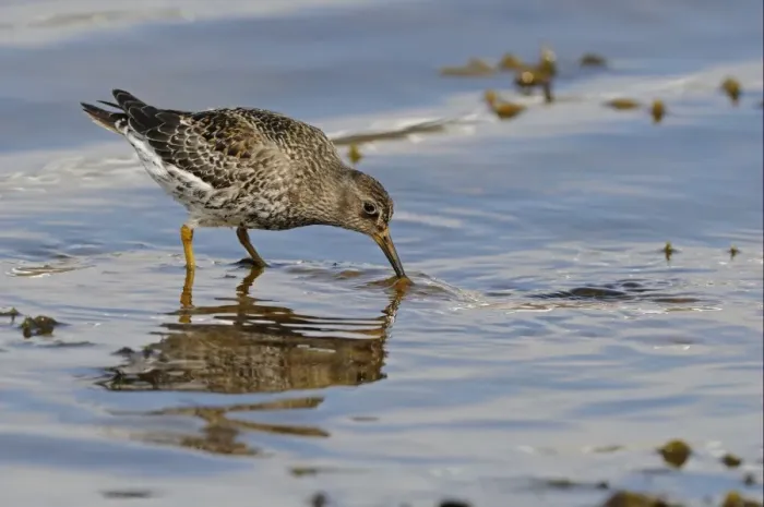 Framed Print : Purple Sandpiper (Calidris maritima) adult, breeding plumage, foraging in shallow sea water, Varanger, Norway, june