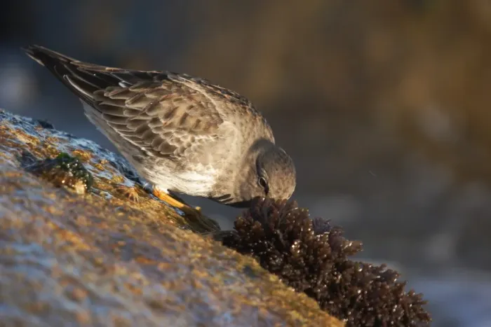 Framed Print : Purple Sandpiper (Calidris maritima) adult, winter plumage, feeding amongst seaweed on rocks, Dorset, England, january Framed Print : Purple Sandpiper (Calidris maritima) adult, winter plumage, feeding amongst seaweed on rocks, Dorset, England, january