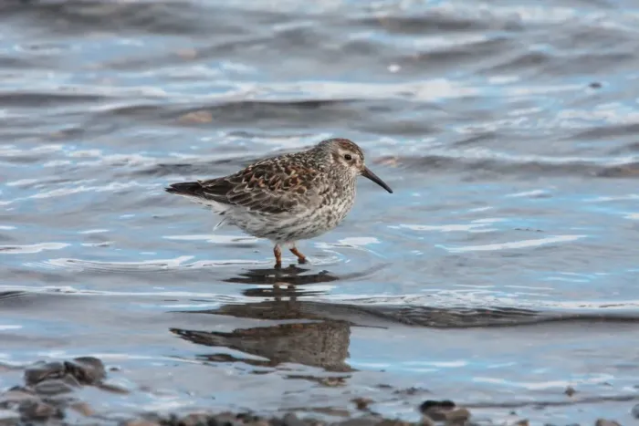 Framed Print : Purple Sandpiper (Calidris maritima) adult, summer plumage, standing in water, Svalbard, june Framed Print : Purple Sandpiper (Calidris maritima) adult, summer plumage, standing in water, Svalbard, june