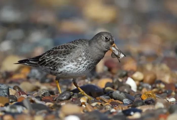 Framed Print : Purple Sandpiper (Calidris maritima) adult, winter plumage, feeding on Razorshell (Ensis sp) Framed Print : Purple Sandpiper (Calidris maritima) adult, winter plumage, feeding on Razorshell (Ensis sp)